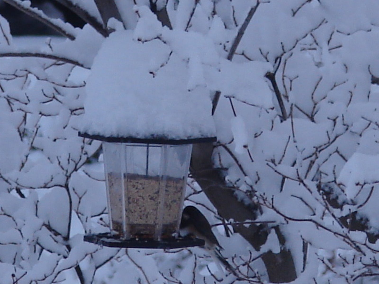 [Snow+Birds+2008+157.JPG]