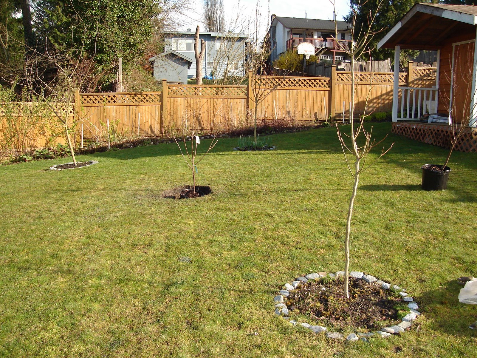 Morello cherry waiting for soil, and Frost peach nearby