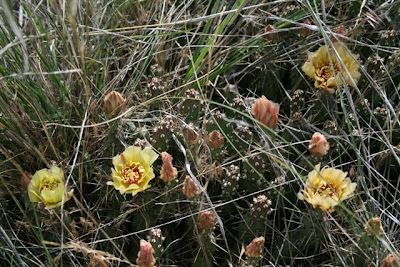 Brittle prickly-pear cactus in bloom