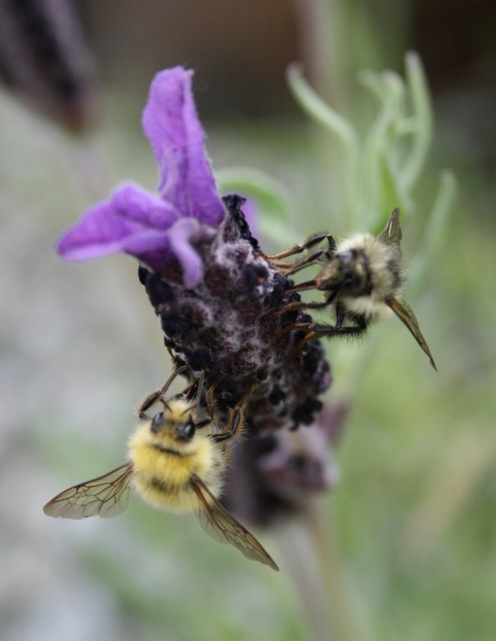 Bumblebee on Spanish lavender