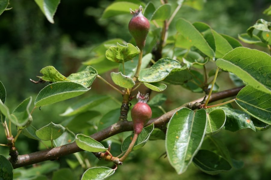 Bartlett pears - not yet ripe