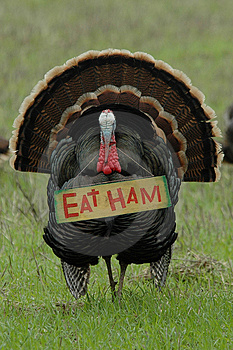 [thanksgiving-humor-eat-ham-turkey-thumb577802.jpeg]