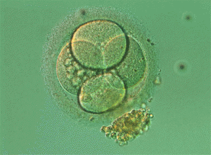 [Embrione+di+4+cellule.gif]