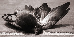 [dead-bird-MO.jpg]