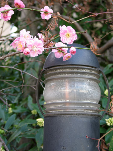 [126_2649-Japan-Day2-blossom.jpg]