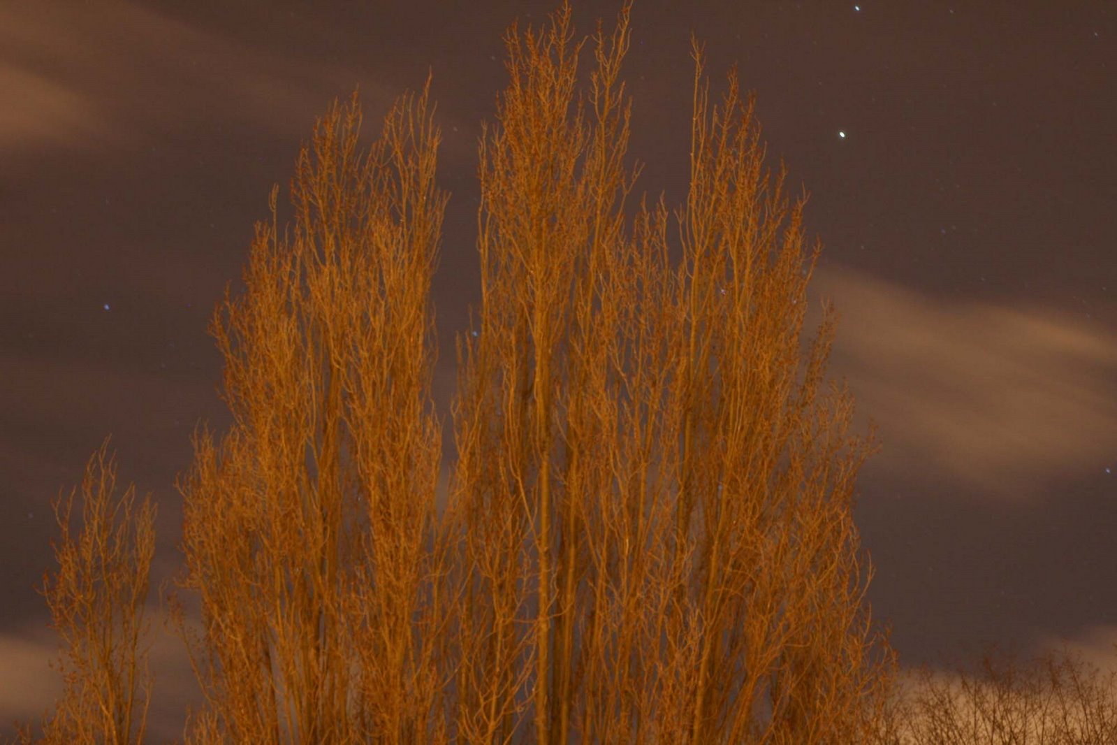 [tree+and+night+sky.jpg]
