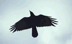[crow.jpg]