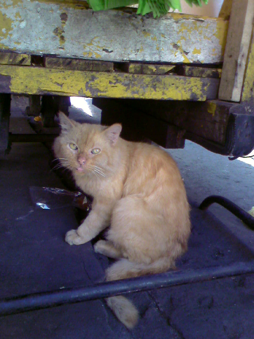 [2007-03-07+cat2.jpg]