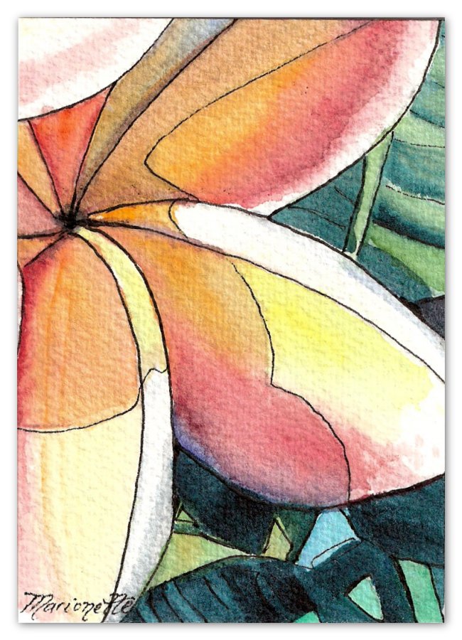 [ACEO-Plumeria+Blossom.jpg]
