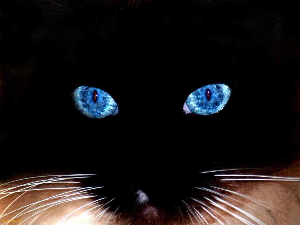 [Black-Cat-Blue-Eyes-1.jpeg]