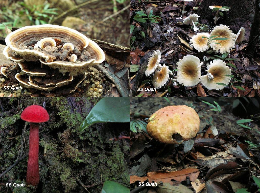 [Mushroom-19.JPG]