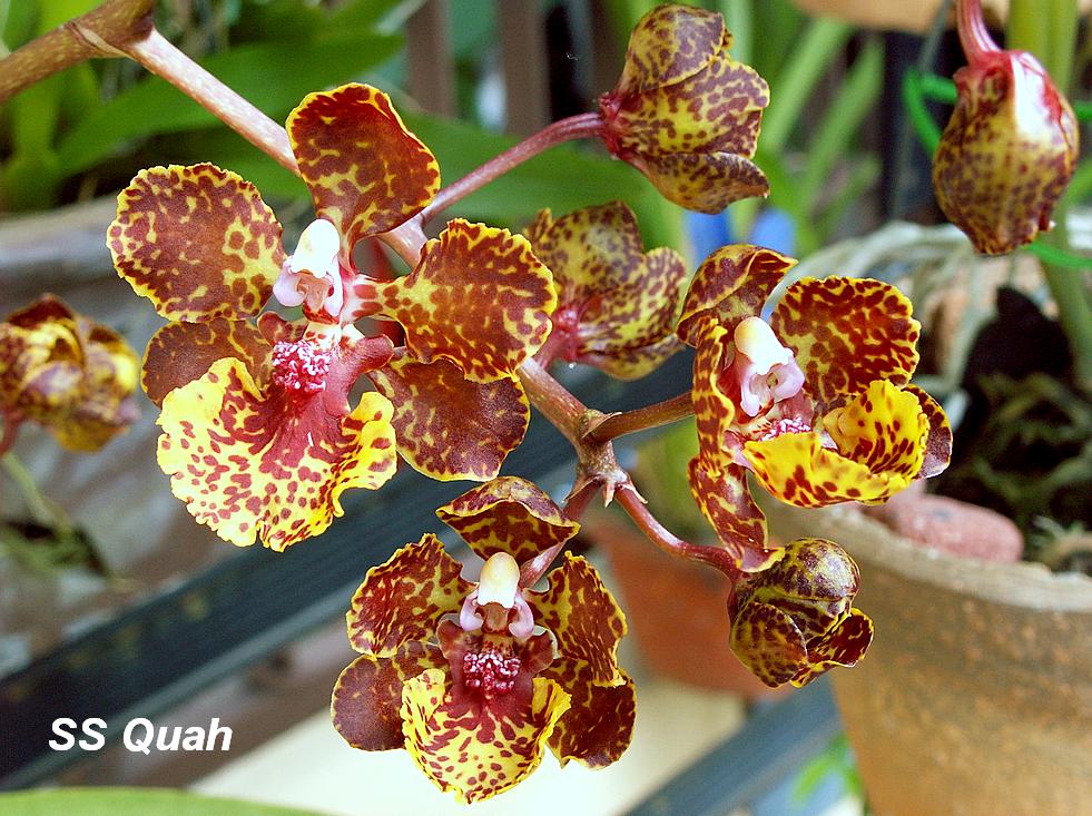 [Orchids20-20080211.JPG]
