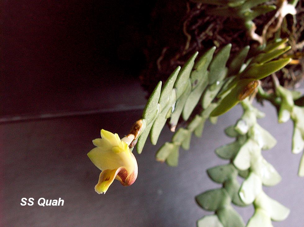 [Orchids25-20080227.JPG]