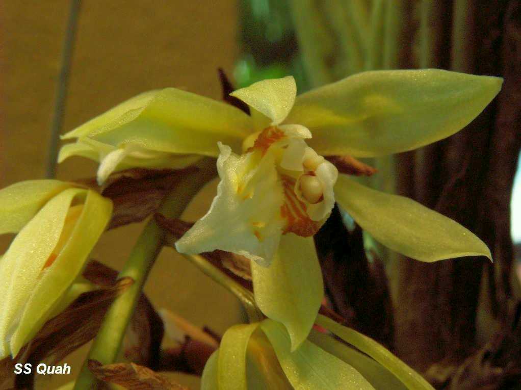 [Orchid04-08-20071028.JPG]