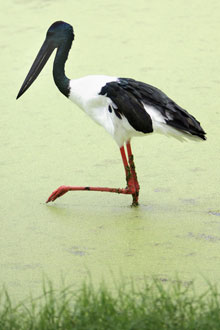 [Black-necked+Jabiru+stork.jpg]