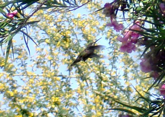 [Hummingbird+crop.jpg]