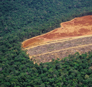 [20070511_deforestation.jpg]