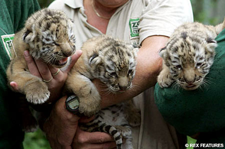 [Baby+Tigers.jpg]