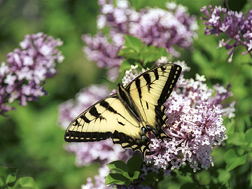 [Tiger+Swallowtail+on+Lilacs.jpg]