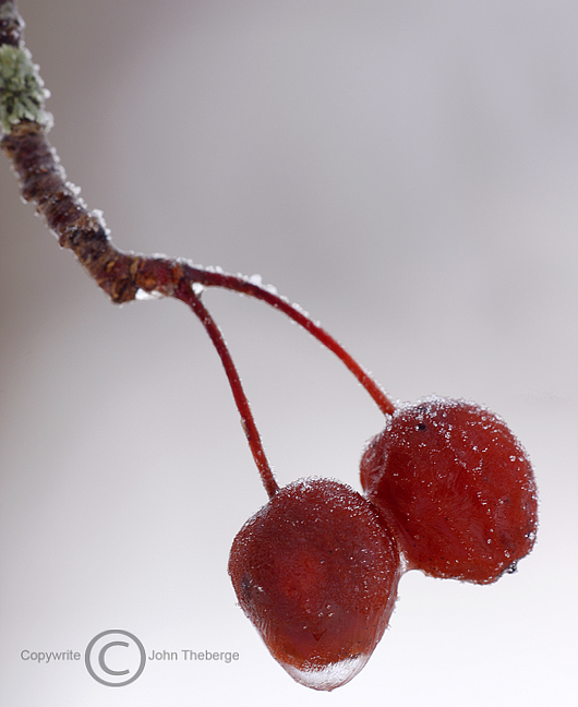 [Frozen+Cherries2.jpg]