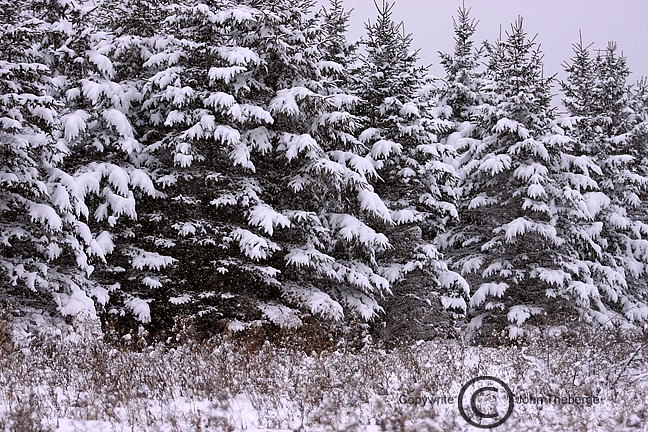 [Snow+Covered+Fir+Trees.jpg]