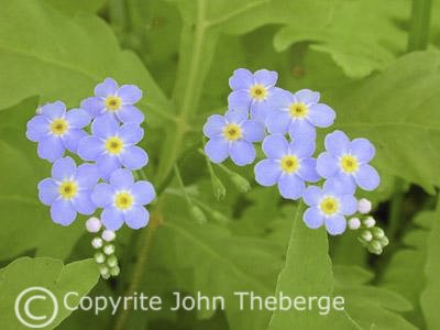 [Forget-Me-Not+Blossoms.jpg]