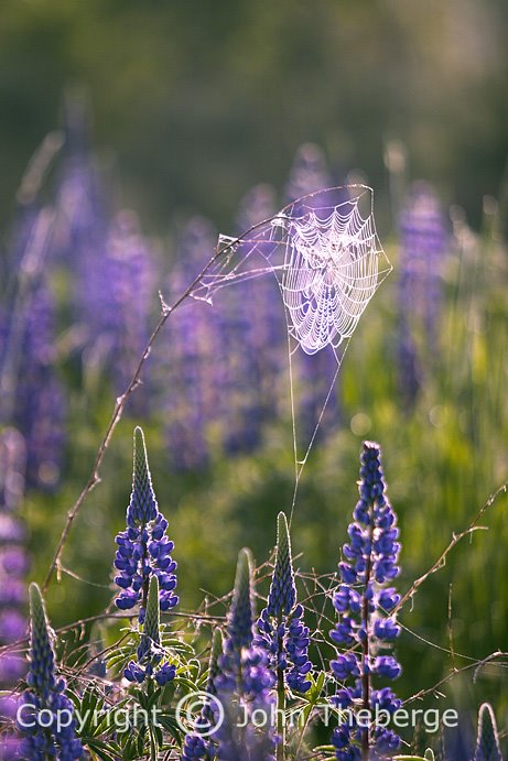 [Web+and+Lupines.jpg]