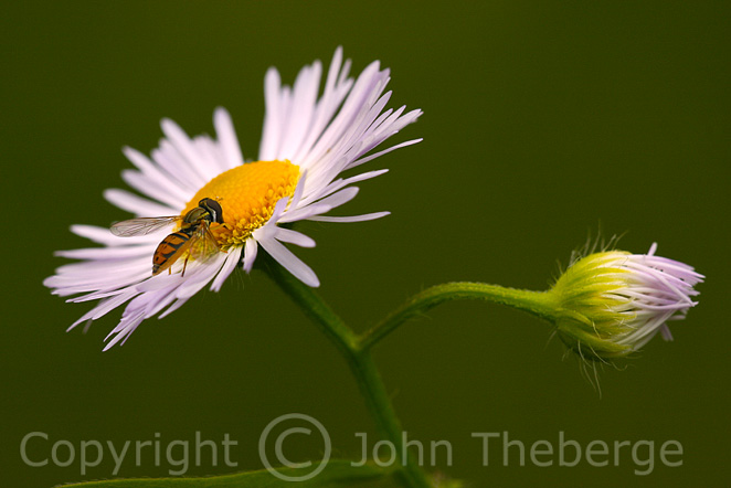 [Common+Fleabane+and+Hoverfly.jpg]