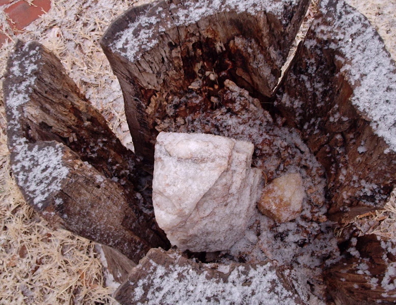 [Frozen+tree+stump.JPG]
