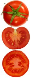 [100px-Tomatoes_plain_and_sliced.jpg]