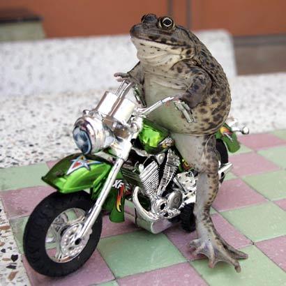 [bike+riding+frog.jpg]