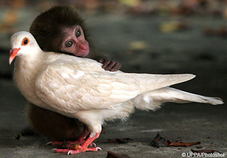 [monkey+and+pigeon.jpg]