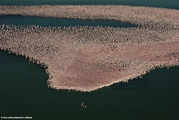 [Flamingoes.jpg]