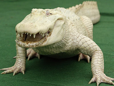 [albino_alligator3.jpg]