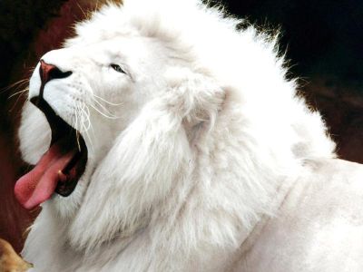 [white_lion6.jpg]