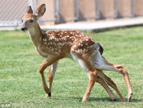 [six-legged_deer.jpg]