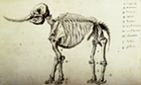[Mastodon+Skeleton++Titian+Ramsay+Peal+1821.jpg]