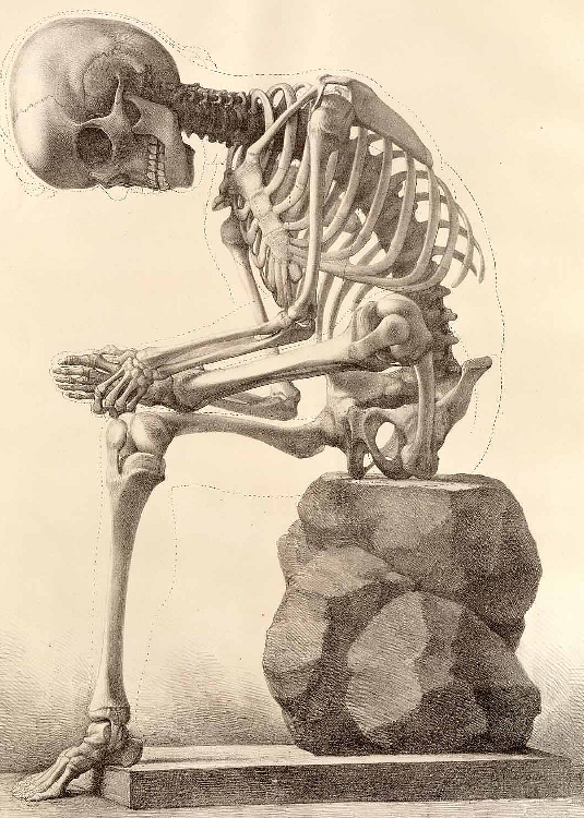 [human_skeleton.jpg]