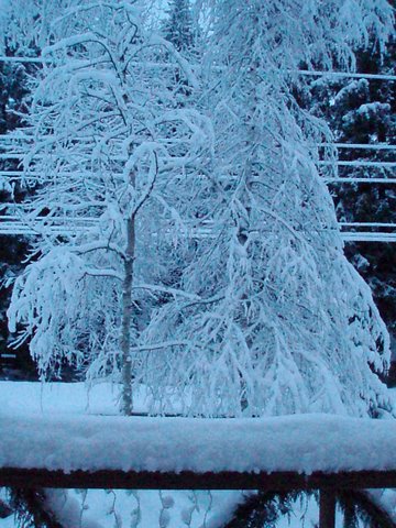 [snow+tree+front.jpg]