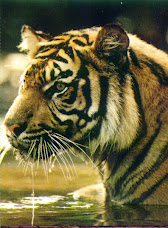 Harimau Sumatera (Pantera thigris sumatrae)