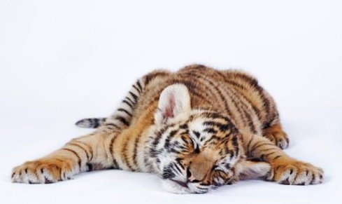 [tired+tiger.jpg]