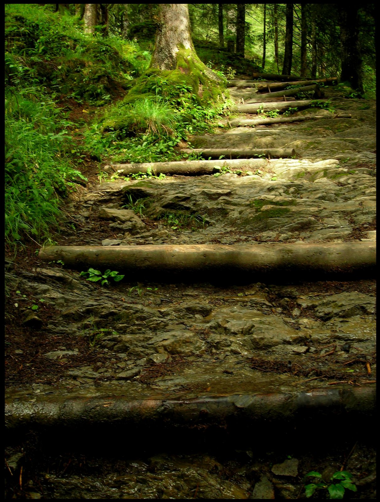 [escaleras+bosque.jpg]
