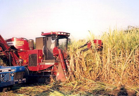 [2002-02-02+sugarcane+pic+4.jpg]
