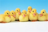 [ducks+in+a+row3.jpg]