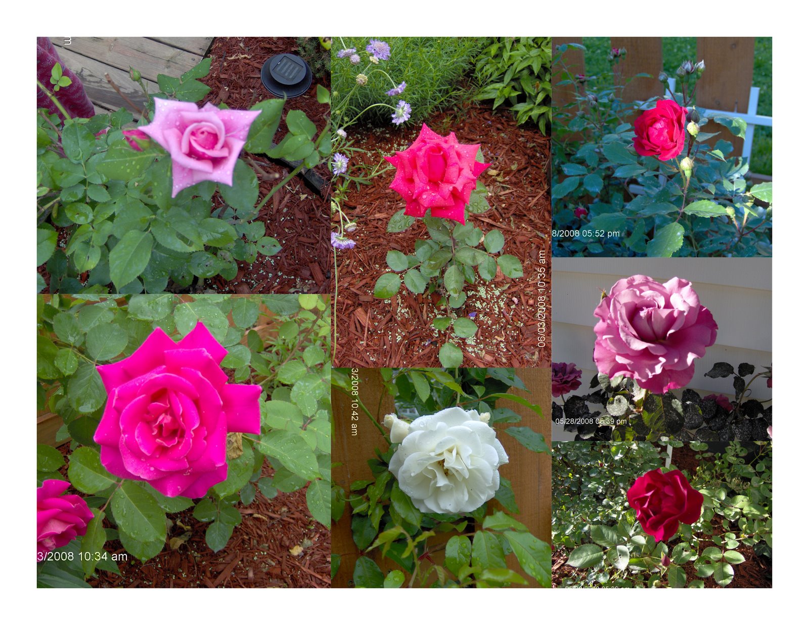 [Roses.jpg]
