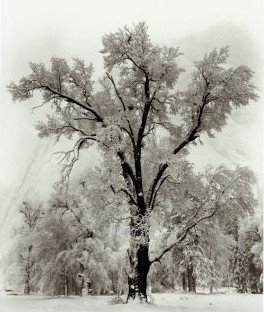 [Oak-Tree-Snowstorm-Yosemite-National-Park-1948-Print-C10008163.jpg]