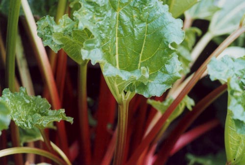 [rhubarb-leaf.jpg]