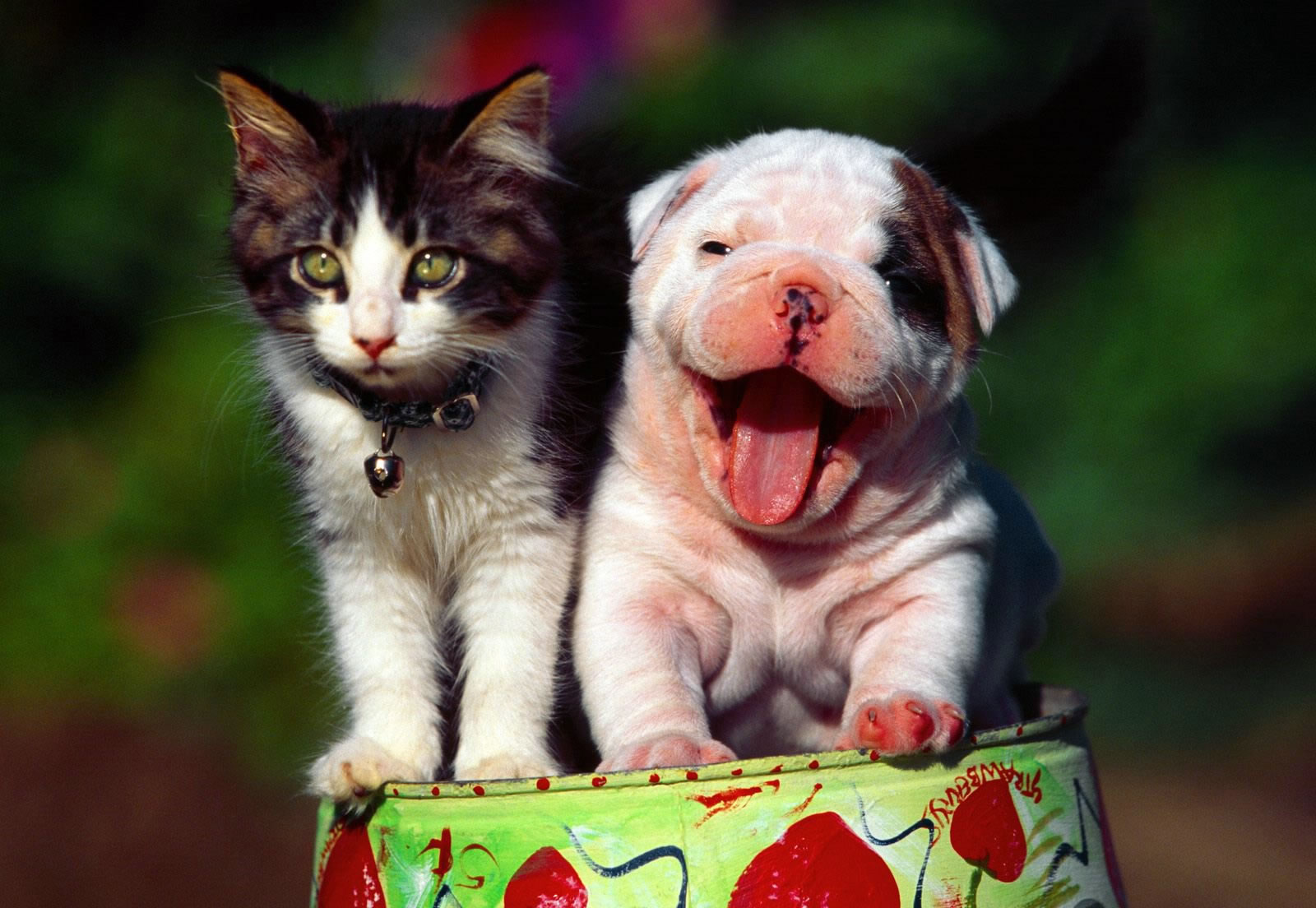 [cute-cat-and-dog.jpg]