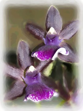 [Orchid-dark+purple-combo-web.jpg]