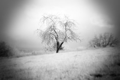 [Enchanting+tree+withmods.jpg]